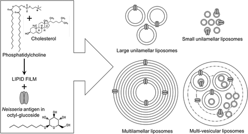 Figure 2. A general method for preparing Neisseria antigen-containing liposomes. A thin dried lipid film is prepared with phosphatidylcholine and cholesterol and reconstituted with a solution of the detergent octyl-glucoside containing the recombinant Neisseria OMP antigen. Different liposomal structures can be produced to deliver the antigen to the immune system (see text for details)