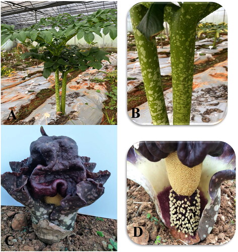 Figure 1. Morphological characteristics of Amorphophallus paeoniifolius: (A) leaf, (B) petiole detail, (C) flower, and (D) spadix exposed. These photos were taken by the author Lei Yu and Lifang Li at the greenhouse of Kunming University. A. paeoniifolius leaf solitary or paired, the lamina is highly dissected and the leaflets are oval, obovate, elliptic, and elongate elliptic. The petiole is dark green and covered with pale patches. The surface of the entire petiole is rough and has verrucous convex. The inflorescence is short pedunculate and sits more or less on the soil surface. The spadix is sessile, shorter or longer than spathe.