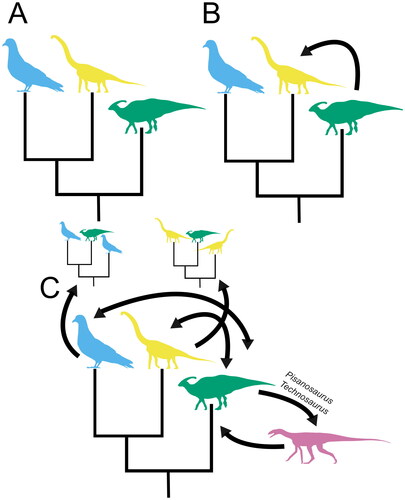 Figure 6. The current state of our understanding of dinosaur relationships visualized. A, the Ornithischia/Saurischia paradigm, the long-standing consensus about dinosaur relationships supported by dinosaur phylogenetic studies until recently. B, the paradigm is challenged, with the Ornithoscelida hypothesis of Baron et al. (Citation2017a) providing the first major challenge to the consensus. C, the paradigm collapses; an intensive period of research focussed on the problem of broad-scale dinosaur relationships creates a proliferation of competing hypotheses. Silhouettes sourced from phylopic.org: Columba by Ferran Sayol CC0 1.0 (blue), Brachiosaurus altithorax by Michael P. Taylor CC0 1.0 (yellow), Parasaurolophus walkeri by Jack Mayer Wood CC0 1.0 (green), and Asilisaurus kongwe by Scott Hartman attribution 3.0 unported edited (pink).