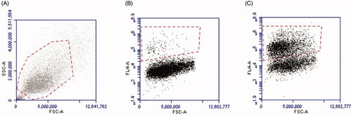 Figure 4. Caspase-1 activity in HaCaT cells determined by flow cytometry. Gating strategy for the cell population (A). By moving forward with the same population, gating strategy is shown using unstimulated (0 µg) stained cells (B), and the gating of FLICA positive cells (C).