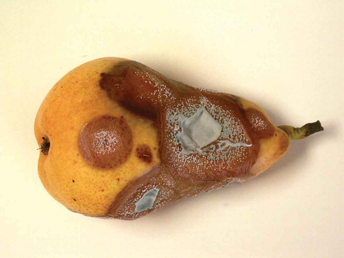 Figure 1. Pear fruit affected by blue mold.