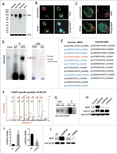 Figure 1. Identification of MG5 as a specific antibody against LAMP2A. (A) MG5 immunoblot in gastric cancer cell lines MKN45, BGC823, SGC7901 and AGS, the entire blot (from 10 to 250 kDa) is shown. ((B)and C) coimmunofluorescence of MG5 and LysoTracker Red (DND99) in BGC823 cells, GOLGB1 was used as a negative control, DAPI was used to stain the cell nucleus. Scale bar (in red) was 10 µm. (D) Immunoprecipitates of MG5 (MG5-IP) and control IgG (IgG-IP) form BGC823 cells were subject to western blot (WB) and Coomassie Blue staining. The bands in red rectangles of (D) were excised and prepared for mass spectrometry (MS). (E) Putative antigens for MG5 (in blue or red) were identified by MS and database matching. (F) MS peptide profile matching showed that LAMP2 is a candidate antigen of MG5. (G) WB assay of MG5-IP and IgG-IP using anti-LAMP2 (Santa Cruz Biotechnology). (H) 293T cells were transfected with LAMP2A, LAMP2B, LAMP2C or empty vector (control), and then were subjected to WB with either the MG5 or LAMP2 antibodies Anti-2L (Santa Cruz Biotechnology), ACTB was used as an internal loading control. (I) BGC823 cells were infected with lentivirus expressing LAMP2A, empty vector (Ctr), LAMP2A shRNA and control shRNA (NC), and were subjected to RT-PCR to confirm LAMP2A mRNA changes (I), then WB was performed to examine MG5 immunoreactivity (J), ACTB was used as an internal loading control.