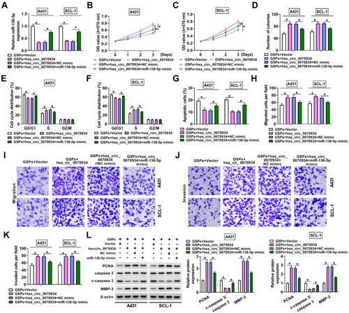 Figure 4 Hsa_circ_0070934 sponged miR-136-5p to regulate the progression of GSPs-treated CSCC cells. A431 and SCL-1 cells were transfected with Vector, hsa_circ_0070934, hsa_circ_0070934 + NC mimic or hsa_circ_0070934 + miR-136-5p mimic, and then treated with GSPs. (A) MiR-136-5p expression was measured by qRT-PCR. MTT assay (B and C) and colony formation assay (D) were performed to measure cell viability and the number of colonies to evaluate cell proliferation. (E–G) Cell cycle process and apoptotic cells were analyzed using flow cytometry. (H–K) The numbers of migrated and invaded cells were determined using transwell assay. (L) WB analysis was used to measure the protein levels of PCNA, c-caspase 3/caspase 3 and MMP-3. *P < 0.05.