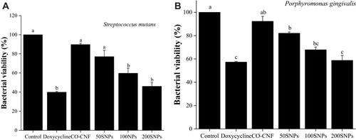 Figure 12 Effects of nanoparticles on the metabolic activity of (A) S. mutans and (B) P. gingivalis. Data are expressed as mean ± SD. (n=3). The values with different letters (a–c) represent significant differences (p < 0.05) analyzed by Tukey’s test.Abbreviations: CO-CNF, ĸ-carrageenan oligosaccharides linked cellulose nanofibers; 50 SNPs, 50 mg surfactin-loaded CO-CNF nanoparticles; 100 SNPs, 100 mg surfactin-loaded CO-CNF nanoparticles; 200 SNPs, 200 mg surfactin-loaded CO-CNF nanoparticles.