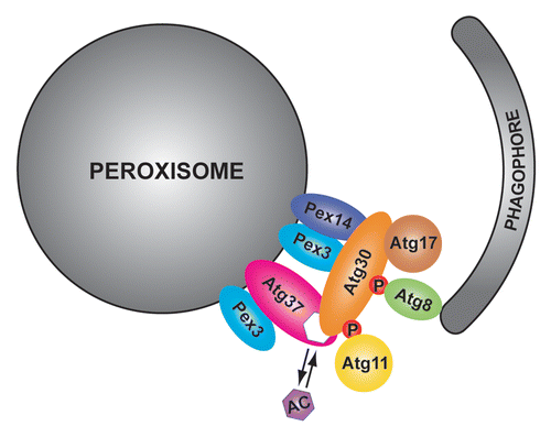 Figure 1. Atg37 regulates the assembly of the pexophagic RPC. Atg37 is an integral PMP, which, similar to the pexophagy receptor, Atg30, binds Pex3 in the peroxisomal membrane. Atg37 is also an acyl-CoA binding protein that binds either palmitoyl-CoA or Atg30. Atg30 recruits Atg37 to the pexophagic RPC where Atg37 facilitates the engagement of the scaffold protein Atg11. To bind both Atg11 and the phagophore protein Atg8, Atg30 has to be phosphorylated (P) at the corresponding binding sites. Acyl-CoA (AC) might regulate the Atg30-Atg37 interaction and as a consequence affect the recruitment of Atg11 to the pexophagic RPC.