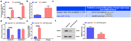 Figure 5. HDAC1 binds to miR-124-5p; miR-124-5p directly targets to HMGB1. a. The interaction between HDAC1 and miR-124-5p in ChIP assay; b. miR-124-5p expression after down-regulating HDAC1; c. The predicted binding site between miR-124-5p and HMGB1; d. The targeting relationship between miR-124-5p and HMGB1; e. The targeting relationship between miR-124-5p and HMGB1 in RIP assay; f. HMGB1 expression after up-regulating miR-124-5p. The data were all measurement data, and represented by the mean ± standard deviation; * P < 0.05 vs. the si-NC group; # P < 0.05 vs. the agomir NC group.