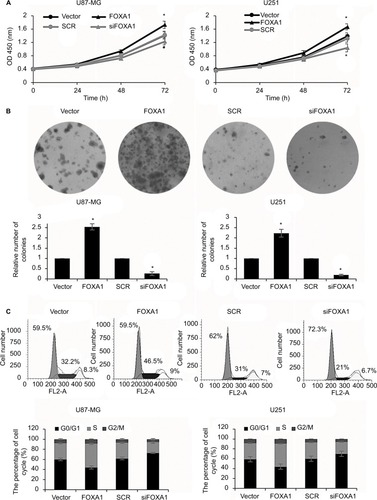 Figure 3 Ectopic expression of FOXA1 promotes cell proliferation of glioma cells through regulation of cell cycle.Notes: (A) Cell viability was significantly stronger in FOXA1 over-expression group while was weaker in FOXA1 inhibition group. (B) The number of colonies was increased in FOXA1 over-expression group while was decreased in FOXA1 inhibition group. (C) Cell cycle progression of cells in FOXA1 inhibition was arrested in the G0/G1 phase. *p < 0.05, compared with vector or SCR group.Abbreviations: FOXA1, forkhead box A1; SCR, scramble siRNA.