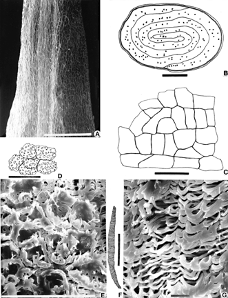 Figure 8 Seed. (A) SEM photomicrography of a sector of the seed with central raphe; (B) seed in transverse cut with cotyledons of convolute vernation; (C) exotesta in superficial view; (D) sclerotic cells of mesotesta in superficial view; (E) SEM photomicrography of sclerotic cells of mesotesta in tangential cut and tracheidal cells of the endotesta (arrow); (F) tracheidal cell of the endotesta; (G). SEM photomicrography of tracheidal cells of the endotesta. Bar size: 10 µm (G); 50 µm (D, F); 100 µm (B, C, E); 1000 µm (A).
