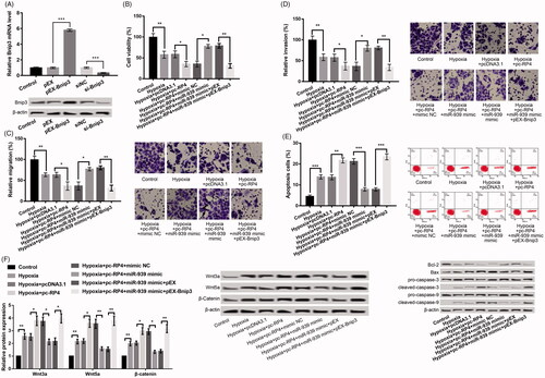 Figure 5. miR-939 prevented hypoxia-induced injury in H9c2 cells by targeting Bnip3. (A) Bnip3 expression in H9c2 cells after transfection with pEX-Bnip3, si-Bnip3 and their NC. (B–E) H9c2 cells were co-transfected with pc-RP4, miR-939 mimic, pEX-Bnip3 and/or their respective NC under hypoxia condition. (B) Cell viability of different treatment groups; (C) cell migration of different treatment groups; (D) cell invasion of different treatment groups; (E) cell apoptosis and the expression of apoptosis-related proteins in different treatment groups. The experiments were repeated three times. (F) The expression of Wnt/β-catenin pathway-related proteins in H9c2 cells that were co-transfected with pc-RP4, miR-939 mimic, pEX-Bnip3 and/or their respective NC under hypoxia condition. The experiments were repeated three times. Data are expressed as mean ± SD. *p < .05; **p < .01 and ***p < .001 compared to control.