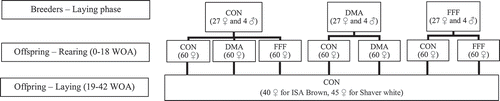 Figure 1. Dietary treatment layout for the breeder and Offspring phases. Day-old female breeder pullets were divided into three dietary treatments: 1) control (CON); 2) micro-Algae (Aurantiochytrium limacinum) fermentation product, as a source of docosahexaenoic acid (DMA); and 3) co-extruded full-fat flaxseed and pulses mixture (50/50, wt/wt), as a source of α-linolenic acid (FFF). Offspring from CON treatment was further divided into three post-hatch treatments (CON, DMA and FFF) while progeny from the DMA and FFF treatments were divided into two post-hatch treatments, CON and DMA or CON and FFF. The concentration of total n-3 FA and ratio of n-6: n-3 were identical among DMA and FFF diets in both phases. After the onset of lay, from 19 to 42 weeks of age (WOA), all birds were fed a common commercial layer diet