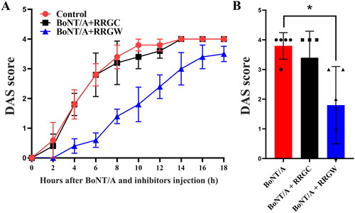 Figure 5. Co-injection of short peptides with BoNT/A delayed BoNT/A-induced leg muscle paralysis. (A) DAS score of the leg muscle paralysis progression within 18 h after injection with 0.75 U BoNT/A or co-injection with 0.75 U BoNT/A and 10 μL inhibitors; (B) DAS score of the leg muscle paralysis at 10 h after injection with BoNT/A or co-injection with BoNT/A and inhibitors. 500 μM RRGW and RRGC were used. There were five mice in each group, and * indicated there was significant difference between the treatment group and the control at p < 0.05.