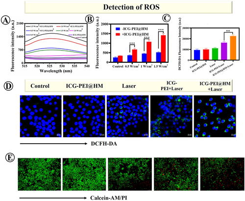 Figure 6 ICG-PEI@HM nanoparticles-mediated PTT therapy-induced ROS generation and cytotoxicity studies. (A and B) The generated single oxygen of ICG-PEI@HM NPs under different irradiations conditions (808 nm, 10 min) using SOSG probe. (C and D) Fluorescence images and flow cytometry quantification of intracellular DCFH-DA. **p<0.01, ***p<0.001. (E) Calcein-AM and PI staining of H1975 cells after different treatments (the concentration of ICG-PEI and ICG-PEI@HM was equivalent to 5 μg/mL ICG, green: Calcein-AM, red: PI). The scale bar is 250 μm.