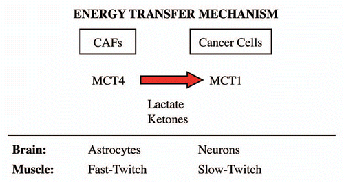 Figure 10 The lactate shuttle: an energy transfer mechanism in normal tissue and human cancers. MCT4 functions primarily as a transporter that extrudes lactate from cells that are undergoing aerobic glycolysis and lack functional mitochondria. Two normal physiological examples of this are fast-twitch fibers in skeletal muscle and astrocytes within the brain. After lactate is extruded by MCT4, the lactate is then taken up by other MCT transporters in adjacent cells, such as slow-twitch (mitochondrial-rich) fibers in muscle or neurons in the brain. To accomplish the scavenging of lactate, slow-twitch muscle fibers use MCT1, while neurons use MCT2. In the brain, this phenomenon has been referred to as “neuron-glia metabolic coupling,” while in skeletal muscle it is known as the “lactate shuttle.” Our current studies support the hypothesis that similar metabolic-coupling occurs between cancer-associated fibroblasts and adjacent tumor cells.
