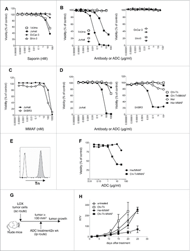 Figure 5. In vitro and in vivo cytotoxicity of Chi-Tn-ADC on cancer cells (A–D) In vitro cytotoxicity of Chi-Tn ADC. (A) TA3Ha, Jurkat, OvCar-3 or Shin-3 cells were cultured with the indicated concentrations of free saporin (SAP). (B) Jurkat, TA3Ha (left panel), and OvCar-3 and Shin-3 cells (right panel) were cultured with the indicated concentrations of Chi-Tn mAb (open symbol) or the Chi-Tn/SAP conjugate (filled symbol). (C) Jurkat and SKBR3 cells were cultured with free MMAF. (D) Jurkat (left panel) and SKBR3 (right panel) cells were cultured with Chi-Tn/MMAF or Her/MMAF conjugate, naked Chi-Tn or Her mAb. Cell viability was assessed after 3 d of culture. Results are expressed as percentage of viable cells compared to untreated cells. (E–H) In vivo cytotoxicity of Chi-Tn/MMAF against Tn+ LOX tumor cells. (E) LOX cells express a high and stable level of Tn. LOX cells were labeled with the Chi-Tn mAb or a control antibody at 20 µg/mL, then with a GaH-Fc-PE secondary antibody and Tn expression was measured by flow cytometry. (F) LOX cells were cultured with the Chi-Tn/MMAF or Her/MMAF conjugate at the indicated concentrations. Cell viability was then assessed after 3 d at 37°C. Results are expressed as percentage of viable cells compared to untreated cells. (G) Experimental schedule of the in vivo antitumor assay. Nude mice were grafted with the LOX Tn+ human cell line and then treated twice a week with the Chi-Tn/MMAF (n = 8) or control Her/MMAF (n = 6) conjugates, with the naked Chi-Tn mAb (n = 6), or were left untreated (n = 7). (H) Tumor growth is depicted as Relative Tumor Volume (RTV), as explained in the Materials and Methods section. Statistical significance was calculated with Mann-Whitney test; significant statistical difference was observed on days 20 and 25 between Her-MMAF and Chi-Tn-MMAF treated groups (*p < 0,05).