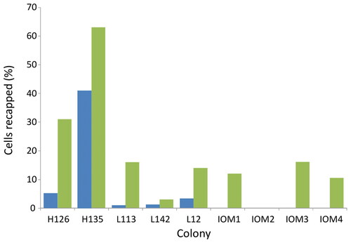 Figure 1. Recapping rates of non-infested cells in the five US effectively Varroa free colonies (before mite introduction colonies had brood infestation levels of 0% except for colonies H126 and L142 which had 0.4% and 0.3%, respectively), along with three Varroa naïve isle of Man colonies The recapping levels before mite introduction (blue) and after mite introduction (green).