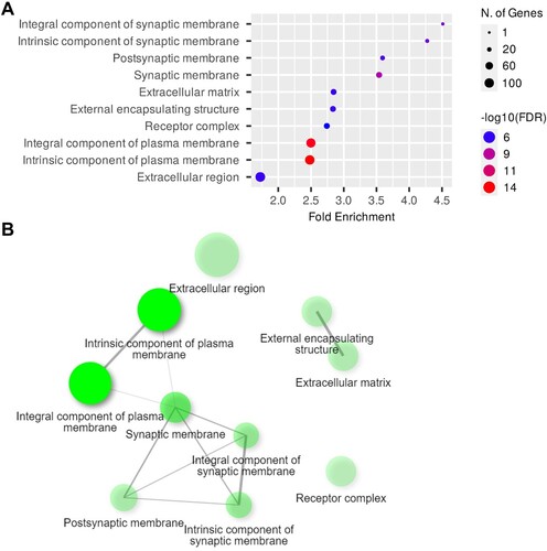 Figure 5. GOCC analysis of DEGs in the hippocampi. (A) Dot plot of enriched genes and GOCC terms (top 10) in the 6-OHDA-lesioned hippocampi (fold-change > 1.5 and adjusted P < 0.05). (B) Interaction plot showing the relationships between the enriched terms.