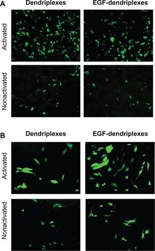 Figure 3 Expression of enhanced green fluorescent protein (EGFP) in different cell lines transfected with pEGFP-N3 scan through a fluorescence microscope. (A) EGFR-negative HEK 293T cells; (B) EGFR-positive human breast cancer MDA-MB-231 cells.