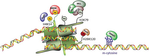 Figure 4. Schematic representation showing histone colocalization of DOT1L and other epigenetic enzymes. DOT1L methylation is affected by several histone modifications and DNA methylation.
