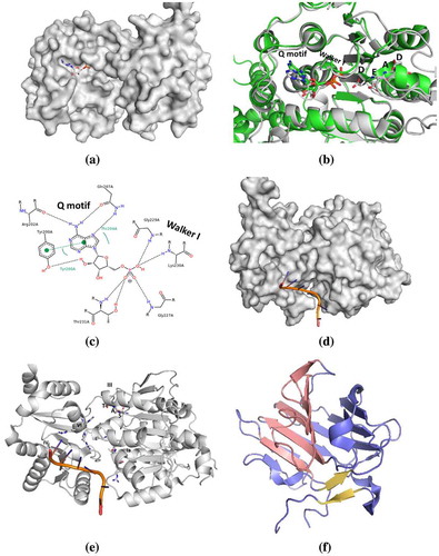 Figure 2. Comparison of high-resolution structural information of DEAD-box helicases. (a) Surface representation of DDX3 with AMP (PDB file: 5E7J); (b) Ribbon representation of helicase core domains of DDX3(grey) and DDX5(green) overlaid with their associated nucleotide phosphate, AMP and ADP, respectively (PDB files: 5E7J and 3FE2); (c) Coordinating residues with AMP within the Q and Walker I motifs (for DDX3). Surface (d) and ribbon (e) representation of helicase core domain structure of DDX3 presenting RNA-binding site (produced with comparative modelling of the helicase eI4A, PDB file: 2HYI). (f) DDX1 SPRY domain tertiary structure indicating two stacked concave β-sheets (pink and blue) with a third lower β-sheet (yellow) (PDB ID 4XW3). Images were produced using PyMOL (PyMOL https://pymol.org/2/).