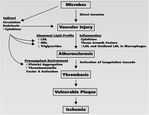 Figure 3 Microbiome-related risks and its association with the development of atherosclerosis and ischemia.