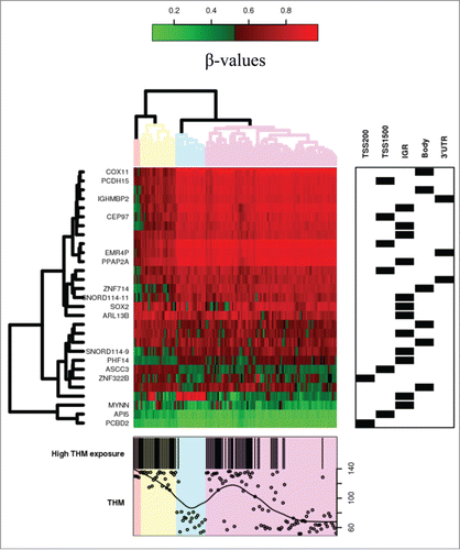 Figure 2. Heatmap of CpG sites with methylation levels associated with THM exposure (|Δβ|>0.05 and FDR<0.05). Note: DNA methylation heatmap of methylated genes passing FDR<0.05, in white blood cells DNA of persons exposed during lifetime to trihalomethanes. Each row represents a CpG site with columns representing each sample. The top dendrogram shows the results of an unsupervised hierarchical clustering of 138 samples based on 29 CpG sites, which separates those subjects flagged as highly exposed in average to lifetime THM levels >85 μg/L (marked as black in the bottom box), from those exposed to lower levels (the remainder columns). In the right box each site is marked to its corresponding region. A scatterplot of the actual lifetime THM levels is shown at the bottom box.