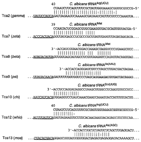 Figure 3. The diversity of PBSs in C. albicans retrotransposons. The names of the retrotransposons and the associated LTRs are shown on the left. LTR sequences are underlined. The GenBank accession numbers of the tRNAs are as follows: tRNAArg, AF041470; tRNAiMet, AF069449; tRNAIle, Y08492; tRNAGln, AF180282; and tRNAAla, Y08493.