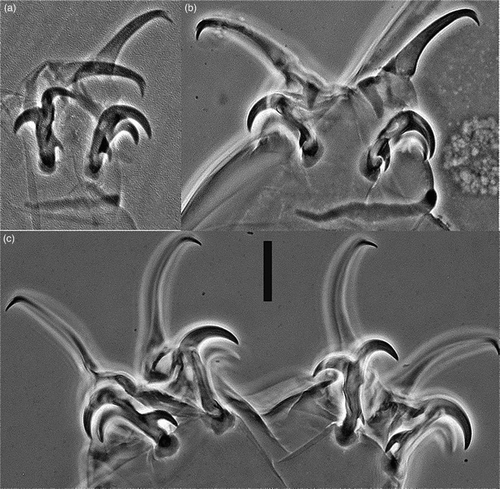 Figure 2 Milnesium shilohae sp. nov. (phase-contrast microscopy). A, Claws I with cuticular bar; B, claws II with cuticular bar; C, claws IV. Scale bar 10 μm.