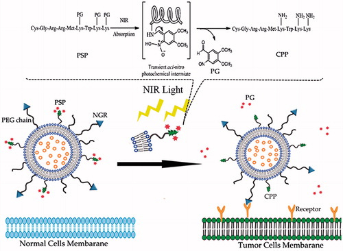 Figure 1. Schematic illustration of the PSP and NGR co-modified liposomal drug delivery system (PSP/NRG-L). The dual-modified liposomes are retained in the tumor site by the NGR ligand due to the active targeting effect. In the dark, the PSP/NRG-L is inactive, as it cannot penetrate the tumor cell membrane. However, upon illumination using NIR light at the tumor site, the photolabile-protective group is released, the interaction of the liposomes with the cell membrane is restored and the activated liposomes rapidly enter the cells.