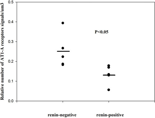 Figure 2 The relative number of angiotensin II AT1-A receptors on renin-positive and renin-negative SMCs of normal afferent arterioles (single values + mean, Mann–Whitney test). Reproduced with permission from Razga Z, Nyengaard JR. Up- and down-regulation of angiotensin II AT(1)-A and AT(1)-B receptors in afferent and efferent rat kidney arterioles. Journal of the Renin-Angiotensin-Aldosterone System 2008; 9: 196–201. Copyright © 2008, © SAGE Publications.Citation15 This significant differences of AT1 receptors show the trans-differentiation between the renin-positive and renin-negative SMCs related to angiotensin II AT1-A receptors subtype.