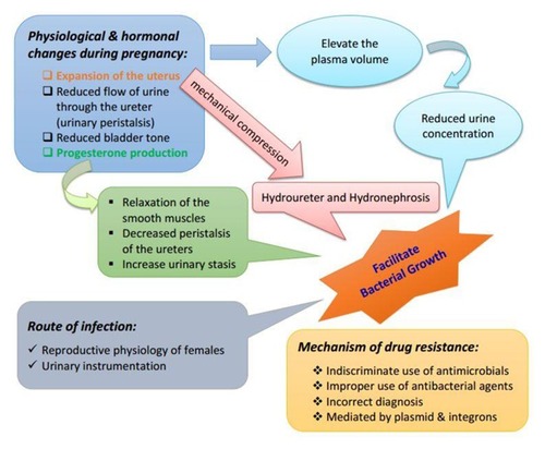 Figure 2 A diagrammatic illustration elucidating the possible risk factors of acquiring UTI and mechanism of bacterial drug resistance among pregnant women.