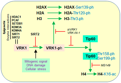 Figure 1. Effect of VRK1 on different histones in response to different types of stimulation and its interactions with different types of enzymes performing histone posttranslational modifications. VRK-IN-1: VRK inhibitor 1. MG149: Tip60 inhibitor. HDAC1: histone deacetylase 1. PCAF: (P300/CBP-Associated factor or KAT2B), SETDB1: SET domain bifurcated histone lysine methyltransferase 1 or KMT1E. KDM3A: Lysine demethylase 3A or JHMD2A. KDM4A: Lysine demethylase 4A. SIRT1: NAD-Dependent protein deacetylase sirtuin-1. SIRT 2: NAD-Dependent protein deacetylase sirtuin-2.
