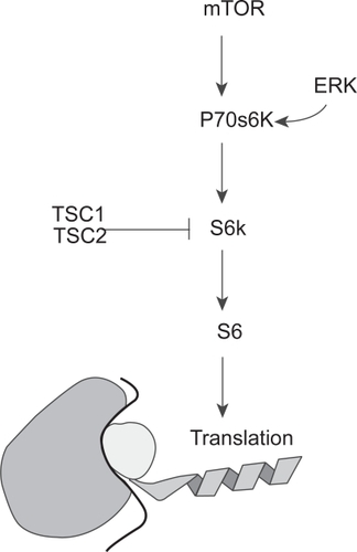 Figure 4 A schematic showing the convergence of the PI3K pathway (through mTOR) and the Ras/MAPK pathway (through ER K) on p70s6K and its effect on translation. Note the inhibitory effect of TSC1 and 2, an area not fully explored in gliomagenesis.
