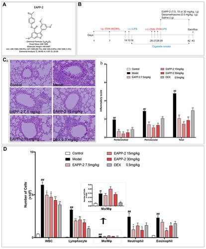 Figure 1 Effects of EAPP-2 on lung inflammatory cells infiltration in ACO mice. (A) Molecular structure of EAPP-2. (B) Timeline of the experimental protocol. (C) a: Representative images of H&E staining of lung tissue (magnified ×100); b: peribronchial and perivascular inflammatory infiltration scoring by a four-point scale (five independent slices from each mouse, n=3). (D) The inflammatory cell in BALF counts (n=8). Data were shown as mean ± SEM; ##P < 0.01 compared with the control group; *P < 0.05 and **P < 0.01 compared with the model group.