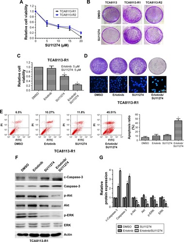 Figure 2 Cotargeting EGFR and c-MET inhibited the growth of erlotinib-resistant cells.