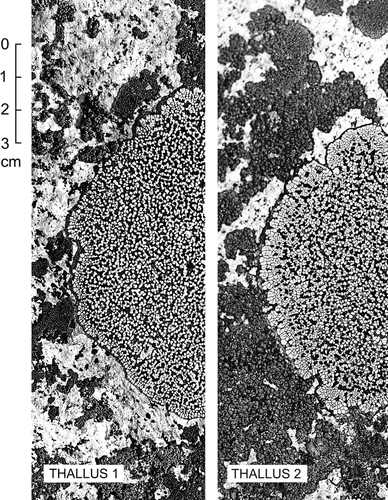 Figure 9 Thalli of Rhizocarpon superficiale photographed on 1 July 1985, before removing their interior portions. The central areas of both thalli were morphologically similar. But outer rings of areolate tissue that had not yet developed mature apothecia were strikingly different. Within these rings the areolae of fast-growing Thallus 2 were 2.6 times larger, and provided 26.3% more total photosynthetic area, than those of slow-growing Thallus 1 (Table 3). This allowed Thallus 2 to supply larger quantities of photosynthates to the growing hypothallus margin.