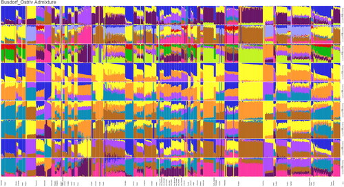 Fig 13 Admixture analysis results for Busdorf and Ostriv aDNA samples. Image by B Krause-Kyora.