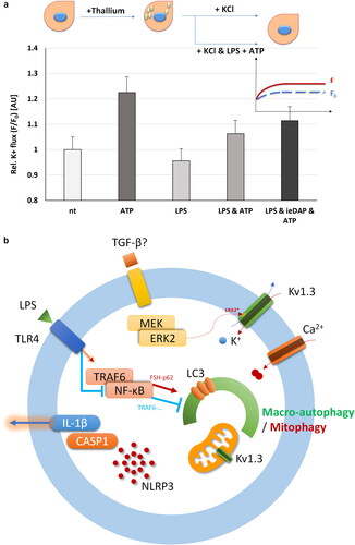 Figure 4. FluxORTM assessment of TLR4 and NOD1 challenge alone or in combination with ATP supplementation on voltage gated potassium channels (such as Kv1.3) in adult Sertoli 15 P-1 cells. (a) Relative potassium ion (K+) flux assessed as F0/F ratio at 120 s in the following conditions: non-treated; ATP treated (1 h); TLR4 challenged for 24 h (LPS); TLR4 challenged for 24 h (LPS) and ATP treated for 1 h; co-challenged TLR4 and NOD1 for 24 h (LPS, iE-DAP) and ATP treated for 1 h. Error bars indicate SEM. Data are representative of independent experiments with three technical replicates using the adult Sertoli cell line 15 P-1. Inlet: FluxORTM experimental setting. K2SO4 is added to stimulus buffer to promote opening of voltage-gated K + channels. Baseline F0 values and F values were recorded for 120 s, and the F/F0 ratio was calculated, thus averaging, and normalising the flux towards treatment. (b) Schematic representation of the interaction between MAPK1/ERK2, TLR4.NF-κB, Kv1.3 channels, autophagy and NLRP3-CASP1-IL1β.