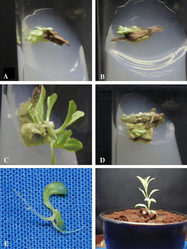 Figure 1.  In vitro plant regeneration of Enicostema littorale Blume. (A) and (B) Direct multiple shoots from leaf and stem segments on MS medium + 3.0 mgl−1+1.0 mgl−1 NAA, respectively. (C) Initiation of multiple shoots from leaf callus on MS medium + 3.0 mgl−1+1.0 mgl−1 NAA, respectively. (D) Multiple shoot induction from stem callus on MS medium + 3.0 mgl−1+0.5 mgl−1 NAA. (E) Direct root initiation from regenerated shoot on half strength MS medium containing 1.0 mgl−1 IAA after 10 days of culture. (F) Plantlet potted in vermiculate medium in moist chamber.