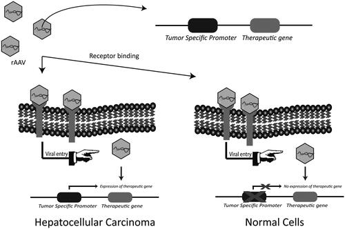 Figure 3. Transcriptional targeting with HCC-specific promoters. Tumor specific promoters are selectively active in cancer cells and are able to regulate the expression of therapeutic gene in a cancer specific manner. The identification and use of HCC-specific promoters could minimize off-target effects by limiting the expression of therapeutic gene in HCC.
