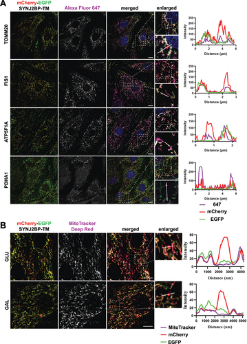 Figure 3. Red-only dots colocalize with mitochondrial markers of different mitochondrial compartments and lack membrane potential. (A) Confocal microscopy images of fixed tandem- tagged (mCherry-EGFP-SYNJ2BP-TM) H9c2 cells demonstrating colocalization of red-only dots with mitochondrial marker proteins of the different mitochondrial compartments; FIS1 and TOMM20 (outer membrane), ATP5F1 A (inner membrane) and PDHA1 (matrix). Region of interest for each marker is presented in a zoomed-in image with a line profile including an enlarged red-only dot displaying the colocalization. (B) Confocal microscopy images of live H9c2 cells with the mCherry-EGFP-SYNJ2BP-TM reporter and MitoTracker Deep Red staining for both glucose and galactose adapted cells. The enlarged region of interest depicts line profiles demonstrating colocalization of MitoTracker Deep Red in mitochondrial networks, but lack of colocalization in red-only dots. Scale bar: 10 μm.