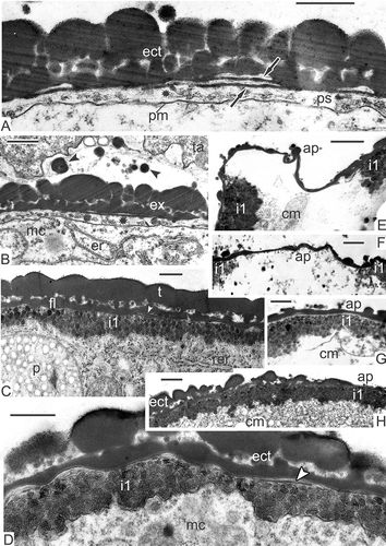 Figure 12. Formation of the first intine layer in Magnolia sieboldii. A. The appearance of middle contrasted substance (asterisk) in the periplasmic space (ps) and simultaneous formation of the second endexine lamella (both lamellae are marked by arrows). B. Microspore in close vicinity to the tapetum; first discrete spherical units of the intine in the periplasmic space (asterisk); tapetal orbicules in the anther loculus (arrowheads). C. The layer of intine-1 (i1) consists of many granule-like units; endexine lamellae are recognisable by their white lines (arrowheads). D. Spherical units in the intine-1 layer are slightly pressed to each other; endexine lamella is shown by arrowhead. E. The distal fold in the process of unfolding; note that the granular intine-1 layer is not yet laid down in the aperture site, because sporoderm regions, included into the distal fold, were inaccessible for accumulation of intine-1 material (see Figure 11B). F. The distal fold is already spread out; the intine-1 is still late in development in comparison with the rest sporoderm regions. G. Somewhat later stage than in (F); the difference in intine-1 thickness is still evident. H. Somewhat later stage than in (G); the thickness of the intine-1 layer is now the same in aperture and in extra-aperture regions. Abbreviations: see Figure 1. Scale bars – 1μm (E–H), 500 nm (A–D).