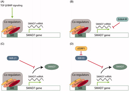 Figure 3. Examples of SMAD7 regulation on a transcriptional and post-transcriptional level. A. TGF-β and BMP signaling activation positively regulate SMAD7 transcription. The SMAD7 promoter is a target for direct association with R- and Co-SMADs, stimulating promoter activity. B. Long non-coding RNA Erbb4-IR suppresses SMAD7 transcription by binding to the 3′ UTR of the SMAD7 gene. C. MiR-21 modulates SMAD7 expression by targeting mRNA for translational repression by pairing to sequence in the mRNA 3′-untranslated region (3′ UTR). D. Circular RNA cESRP1 sponges miR-93, a negative regulator of SMAD7, to inhibit TGF-β signaling. SBE, SMAD binding element; TF, transcription factor.