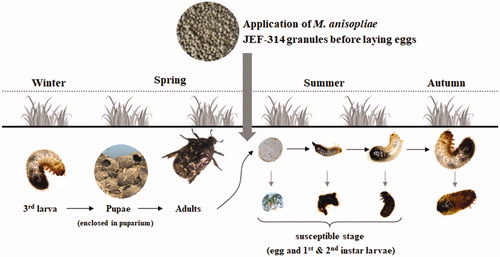Figure 5. Suggested model for application of the isolate M. anisopliae JEF-314 in the field to control the flower chafer beetle.