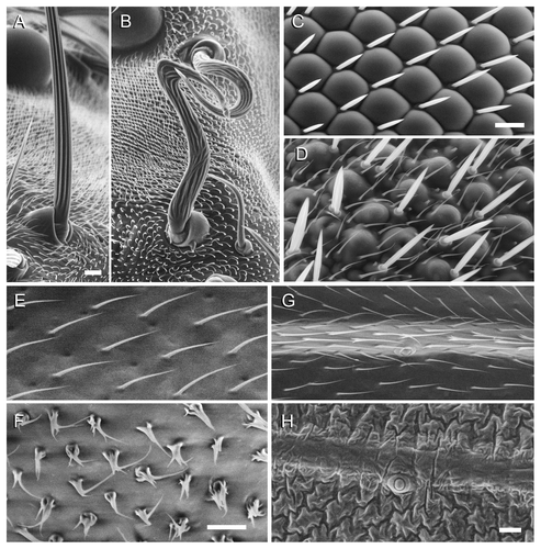 Figure 4. Analysis of mutant phenotypes using LV-SEM. Bars = 10 µm for each pair of images. (A–B) orbital bristles from dorsal head of w1118 (A) and sn (B) males shot at 750×, 10 kV. (C–D) retina of w1118 (C) and GMR-GAL4 > Mi[Hto-WP]QYE (D), shot at 1000× and 2048 pixel width. (E–F) Equivalent regions of w1118 (E) and ms1096w-GAL4 > Mi[Hto-WP]VRC male wings (F), shot at 1500×, 7.5 kV. Note multipronged wing hairs in (F). (G–H) Wing surface with L3 vein and campaniform sense organ (center), from w1118 (G) and ms1096w-GAL4 > Mi[Hto-WP]NAW (H), shot at 1000×, 7.5 kV. In (H), note the hairs are eliminated from this region of the wing, and the cuticle is abnormal.