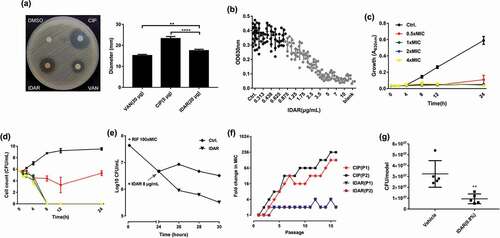 Figure 1. IDAR exhibits bactericidal activity against MRSA and persister cells. (a) Disk diffusion assay of IDAR showing activity against S. aureus ATCC 43300. The amounts of VAN, CIP, and IDAR were 20 μg, 5 μg, and 20 μg per disk, respectively. (b) Dose-dependent efficacy of IDAR against ATCC 43300 determined by the broth microdilution assay. (c) Cell growth inhibitory effects of IDAR at 0.5–4 × MIC against ATCC 43300 at different timepoints. (d) Time-dependent bactericidal effects of IDAR against ATCC 43300 at concentrations ranging from 0.5 to 4 × MIC. (e) Persister cells induced by RIF at 100 × MIC, followed by treatment with 8 μg/ml IDAR for a total of 6 h. Viable cell counts were recorded by the serial dilution method. (f) Appearance of ATCC 43300 spontaneous resistance in the presence of IDAR and CIP over 16 d of serial passage in duplicate (P1 and P2). (g) MRSA antimicrobial effects of 8 h of treatment with an ointment containing IDAR (0.8%, wt/wt) in an acute wound model infected by ATCC 43300.