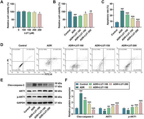 Figure 8. Effects of luteolin (LUT) treatment on the viability and apoptosis of ADR-treated MPC-5 cells as well as the protein expressions of AKT1 and CASP3. (A) The viability of MPC-5 cells in the LUT (0, 100, 150, 200, 250 μM) groups was determined by cell counting kit-8 (CCK-8) assay. (B) CCK-8 assay was also performed again to detect the cell viability in the control, adriamycin (ADR), ADR + LUT-100, ADR + LUT-150, and ADR + LUT-200 groups. (C–D) The apoptosis rate of MPC-5 cells in the control, ADR, ADR + LUT-100, ADR + LUT-150, and ADR + LUT-200 groups was measured by flow cytometry. (E–F) The protein expressions of cleaved (Clea)-caspase-3, AKT1, and phosphorylated (p)-AKT1 were determined by Western blot, with GAPDH serving as the loading control.