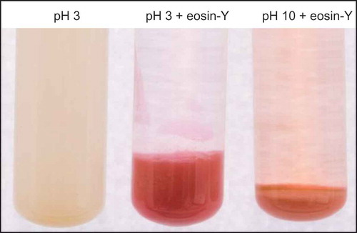 Figure 6. GPC suspension at pH 3, GPC (after centrifugation) with eosin-Y adsorbed at pH 3 and desorbed at pH 10.