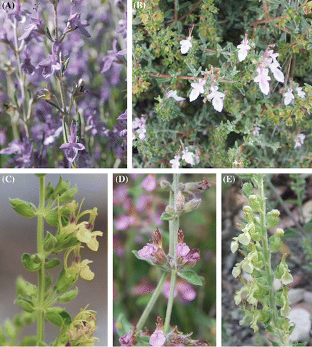 Figure 1. Habits of the taxa. (A), T. sandrasicum; (B), T. brevifolium; (C), T. flavum subsp. hellenicum; (D), T. divaricatum subsp. villosum; (E), T. kotschyanum.