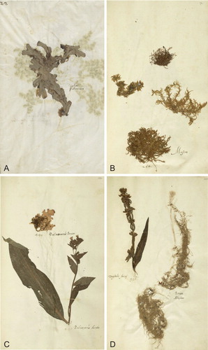 Figure 1 Scanned pages of the Rauwolf herbarium (A) and the En Tibi herbarium (B–D) containing specimens of bryophytes and lichens. (A) Conocephalum conicum (‘Lichen Pulmonaria’), (B) Plagiomnium cuspidatum, Anomodon viticulosus, Hylocomium splendens, and Pleurozium schreberi (‘Muscus’), (C) Lobaria pulmonaria (‘Pulmonaria Bryon’, above), (D) Usnea longissima (‘Brion Muscus’, right and under).