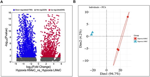 Figure 1. NGS profiling of ncRNAs in hypoxia KMeC and LMeC cell lines. A. Volcano plot showed differentially expressed upregulated and downregulated ncRNAs in hypoxic KMeC and LMeC cells. B. Principal component analysis (PCA) of hypoxic KMeC and LMeC cells.